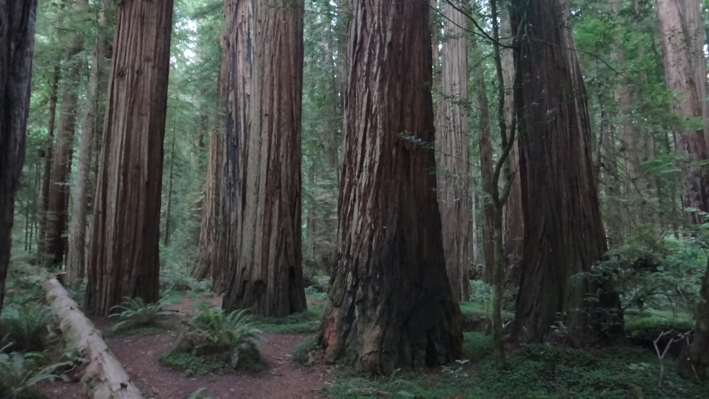 Redwoods