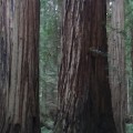 Redwoods 960x350