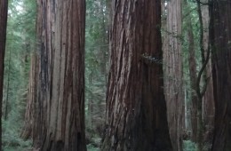 Redwood RV Resort Restoration
