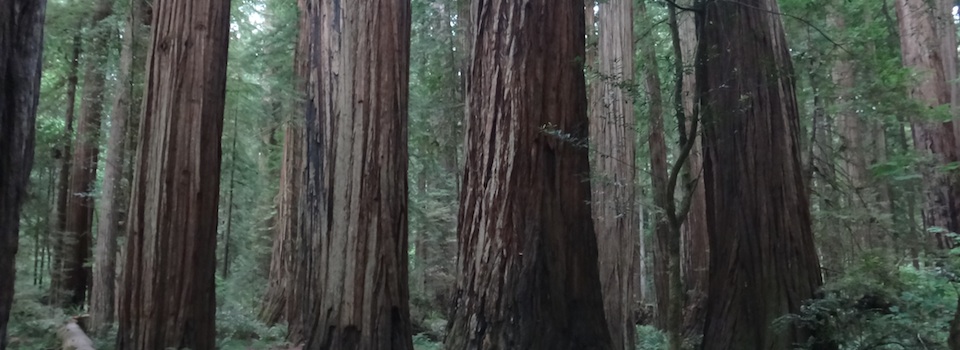 Redwoods 960x350