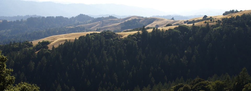 skyline tree farm960x350