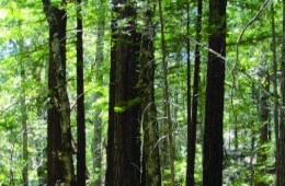 Hurley Evergreen Forest Design Grow Build