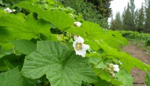 Rubus parviflorus - Matt Lavin