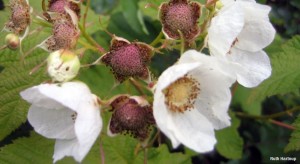 Rubus parviflorus - Ruth Hartnup