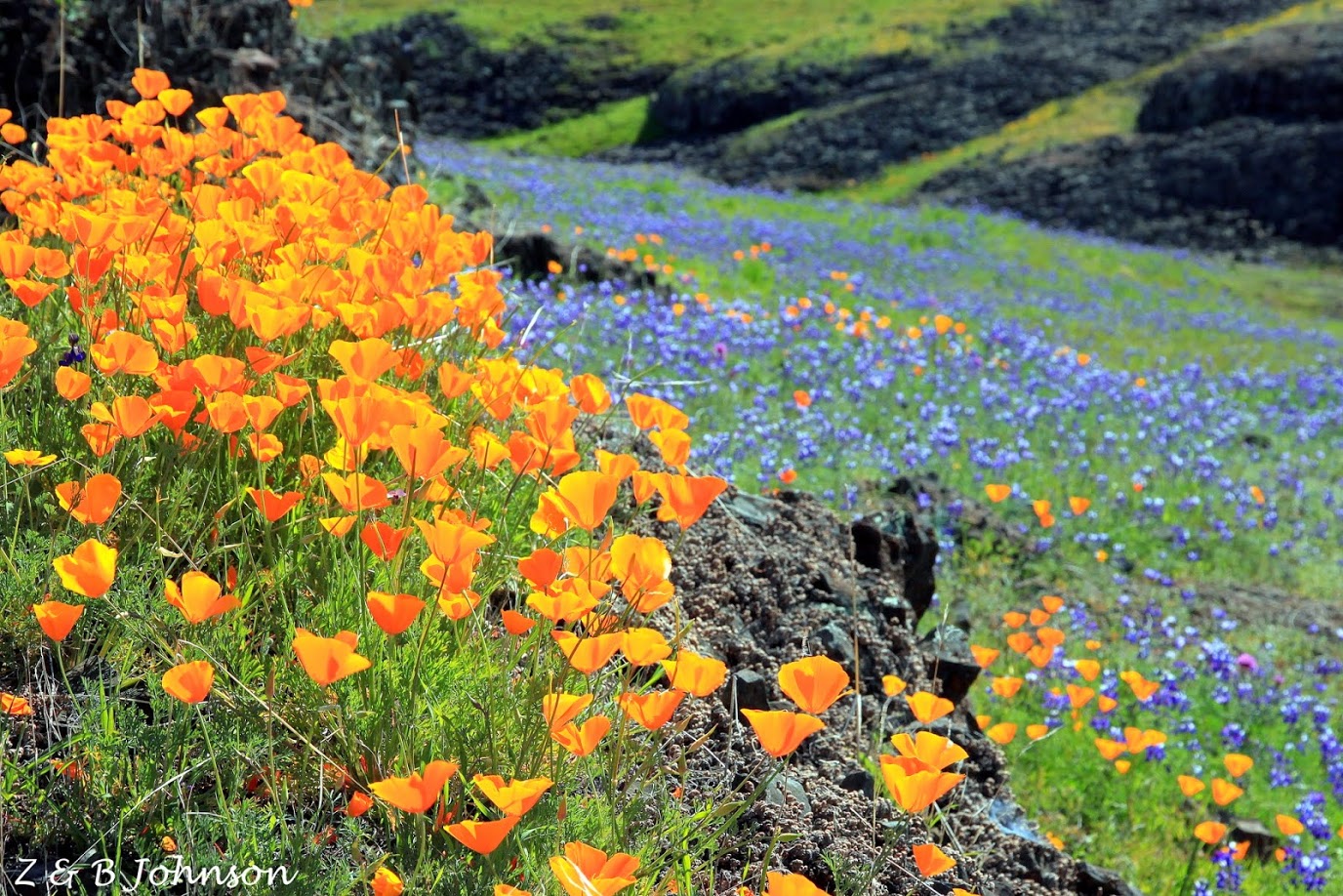 ECI Staff Picks for the Best Wildflowers Destinations in Northern