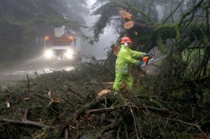 Downed Tree Oakland