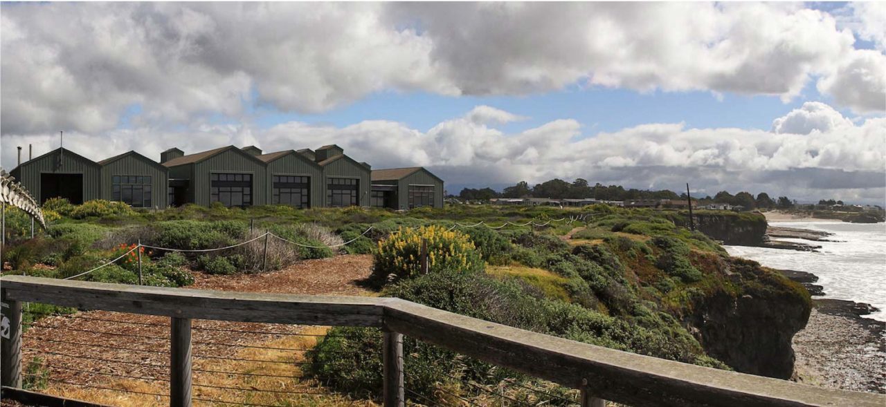 Habitat restoration on UCSC coastal biology campus