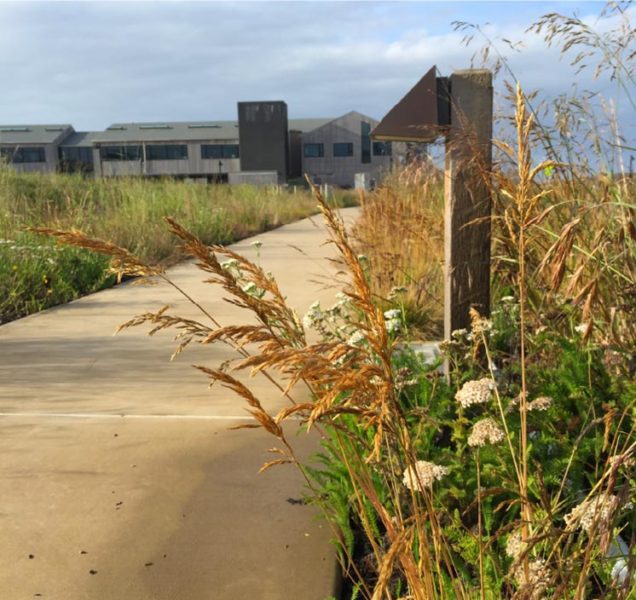 Native grasses and hardscape pathway on UCSC Coastal Biology campus designed by ECI