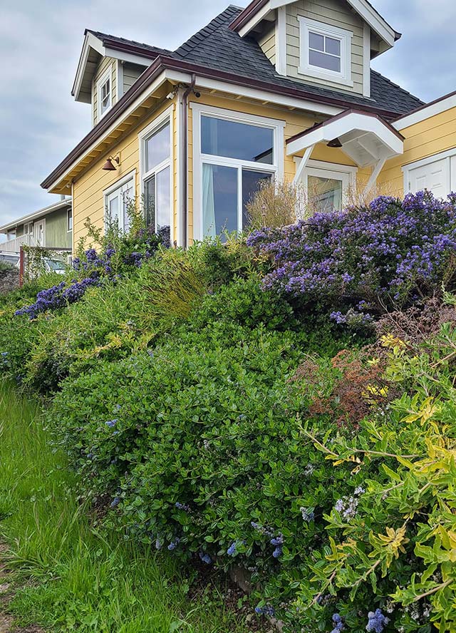 lush residential landscape utilizing net zero water use principles