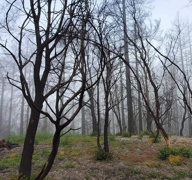 fire-damaged trees with green underbrush re-sprouting