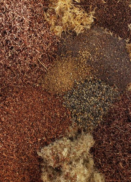 piles of native plant seeds