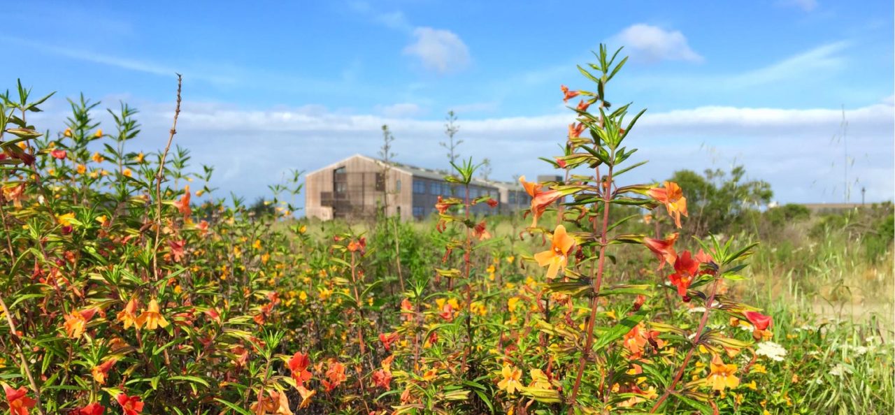 sticky monkeyflower with ucsc coastal biology buildings in background