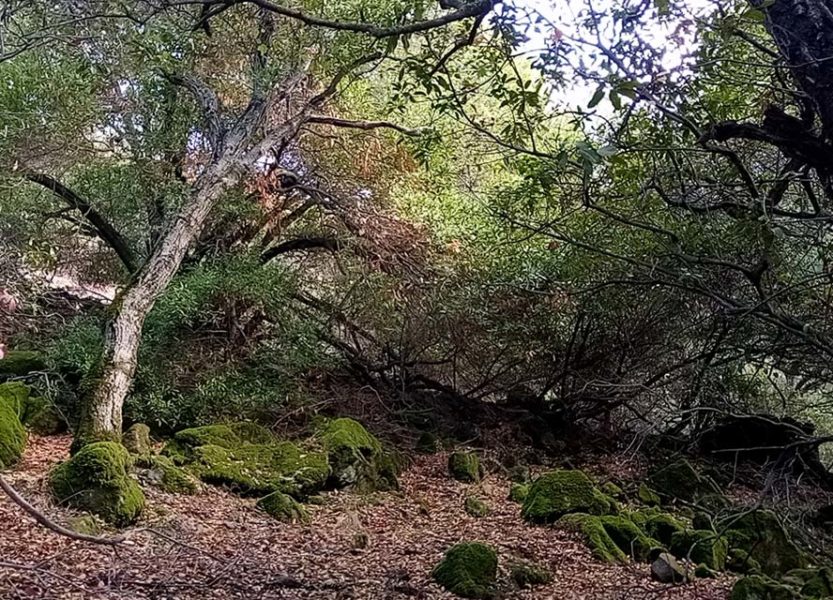 wooded landscape with pruned trees