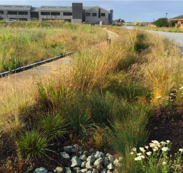 hardscaping and native plantings on UCSC coastal biology campus