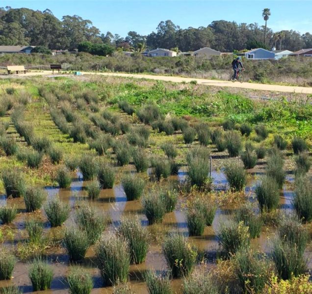 reeds planted in wetlands habitat on UCSC coastal biologies campus - habitat restoration by ECI