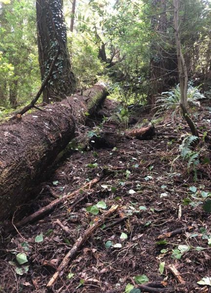 Forest floor with invasive ivy removed
