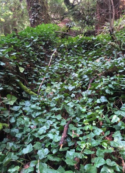 Bear Creek overrun with invasive English ivy