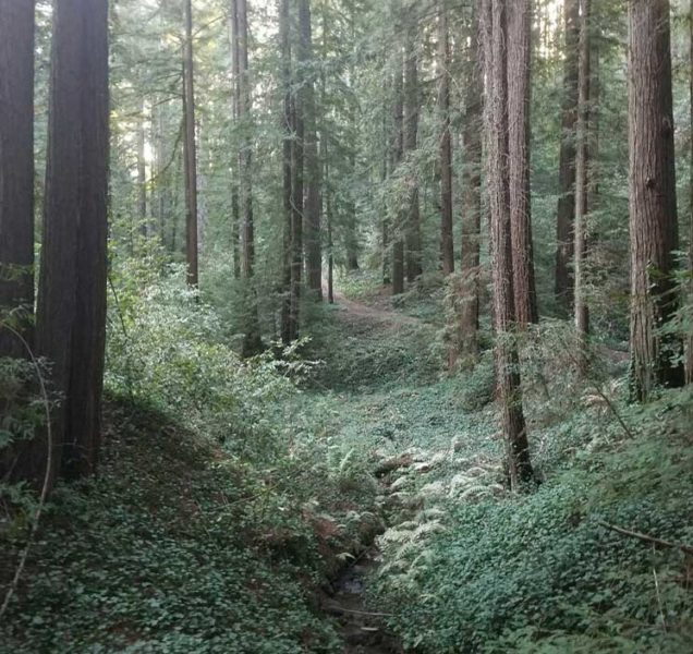Bear Creek stream bed covered with invasive English ivy
