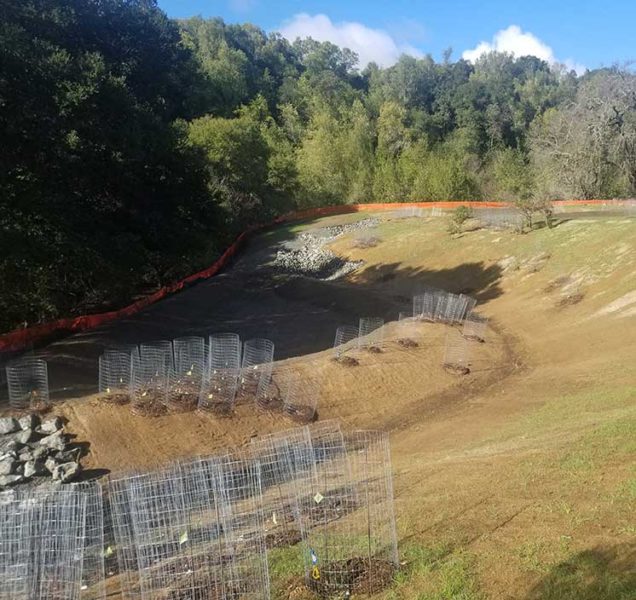 Plantings at Bollinger Canyon wetlands mitigation project