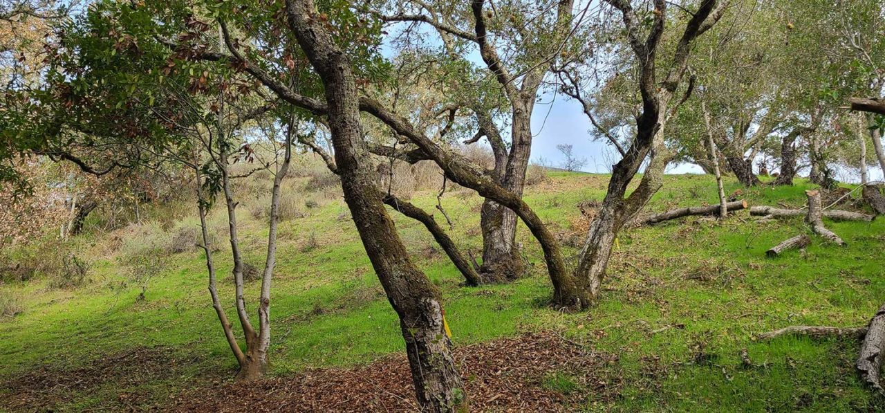 Oak woodland on Cordalleros Mental Health Center with excess fire fuel removed