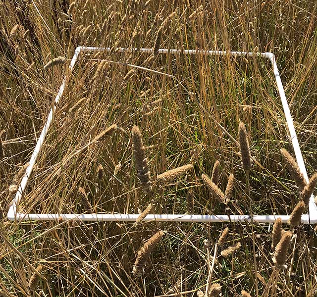 Biological Survey plot at Miles Lane housing project