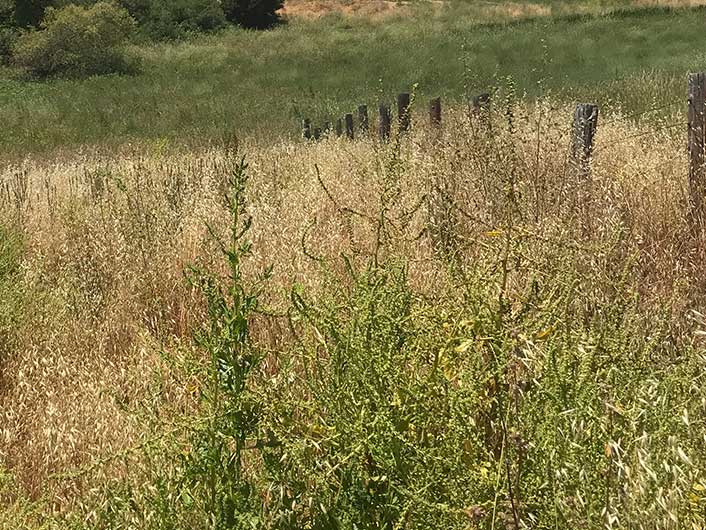 Miles Lane Restoration