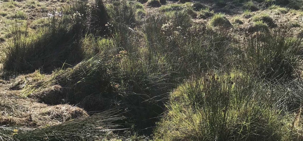 Wetland at Miles Lane housing project in Watsonville, CA