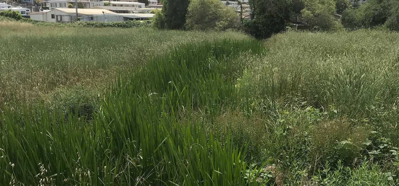 wetland meadow - Miles Lane restoration project