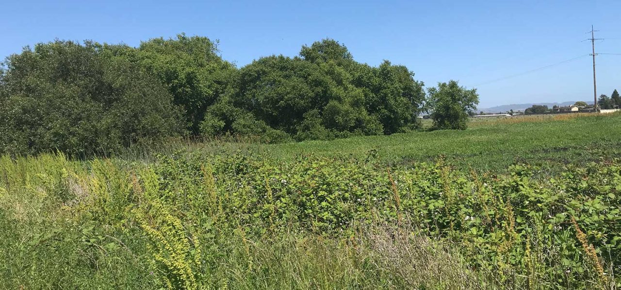 View of wetlands restoration project completed be Ecological Concerns in Watsonville, CA