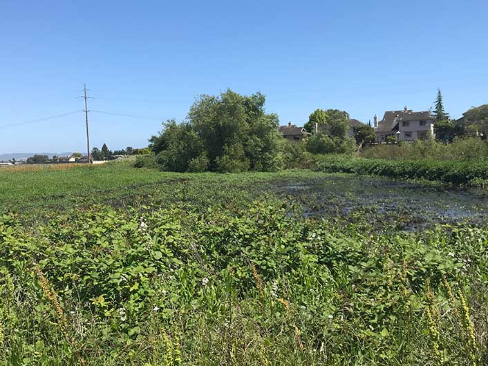 Pippin Street Wetland Restoration