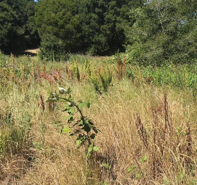 invasive species being surveyed by ECI at Pippin Street wetlands