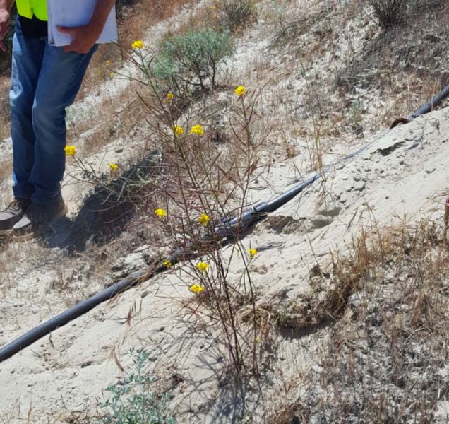 restoration of native plants at Quail Hollow Quarry