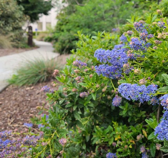 Close up of ceanothus bloomin in native garden designed by ECI for the Rosicrucian Musuem in San Jose