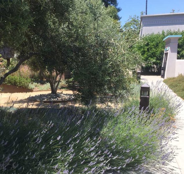 lavendar and olive trees in planting designed by Ecological Concerns Inc for Rosicrucian Museum