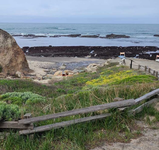 Native plantings at San Vicente Creek designed by Ecological Concerns, Inc.
