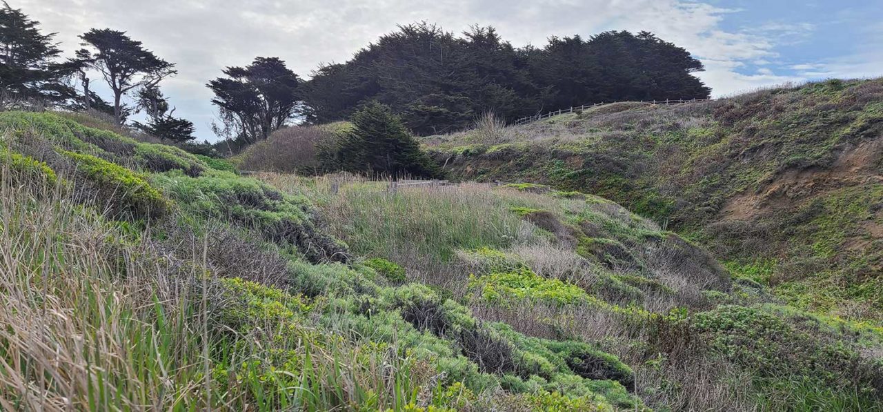 Streambank stabilization completed by Ecological Concerns, Inc at San Vicente Creek, San Mateo, CA