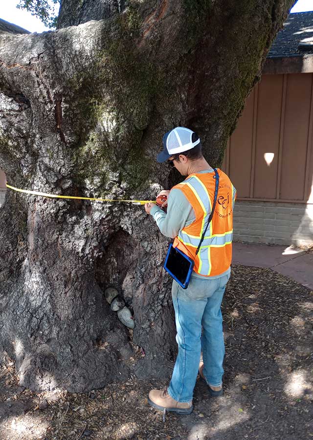 Arborist planning and pruning