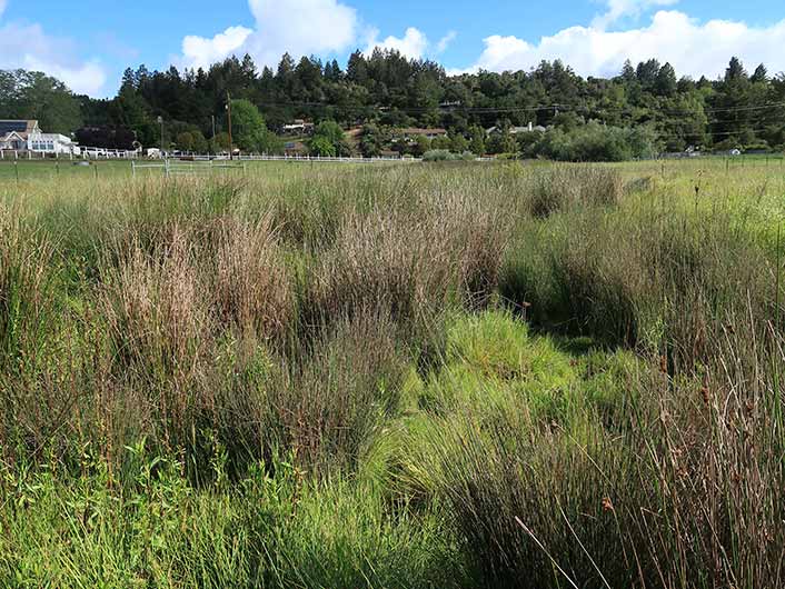 Canham Meadow Wetland