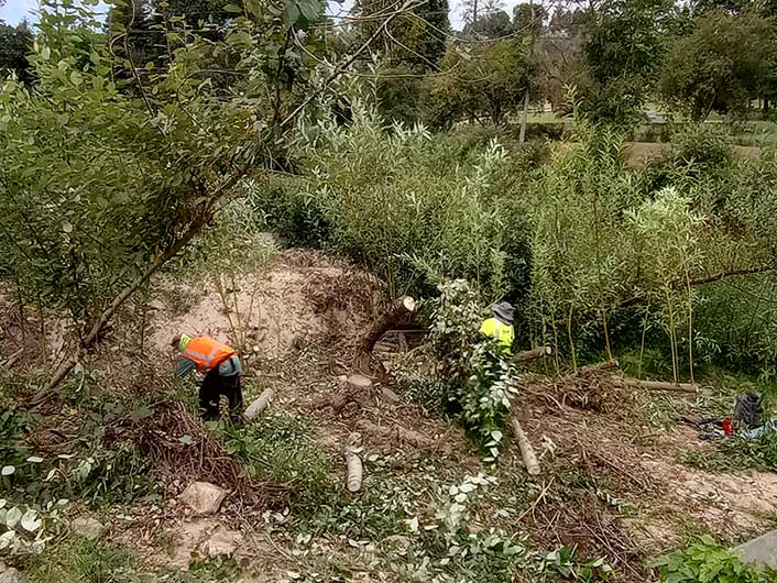 San Lorenzo River Levee Vegetation Management 