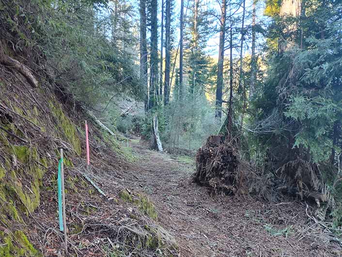 San Lorenzo Fire Fuels Reduction