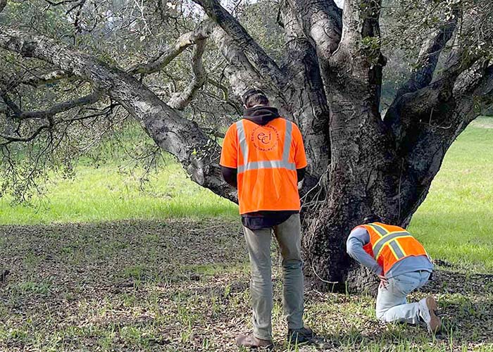 2 ECI employees measuring a tree